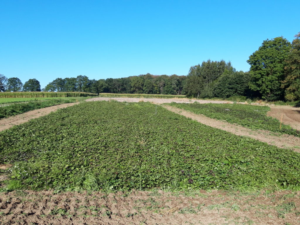 Suesskartoffelanbau in der Lüneburger Heide