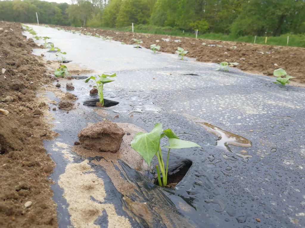 Abbaubare Mulchfolie schützt Süßkartoffeln vor Konkurrenz